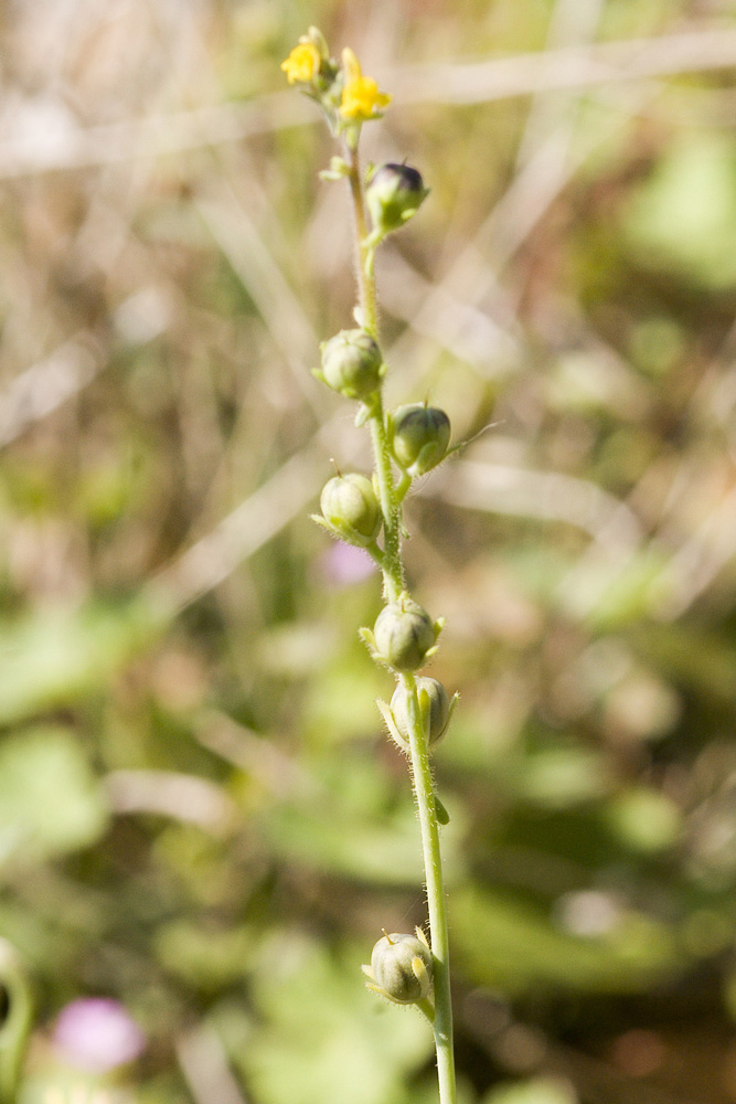 Linaria simplex